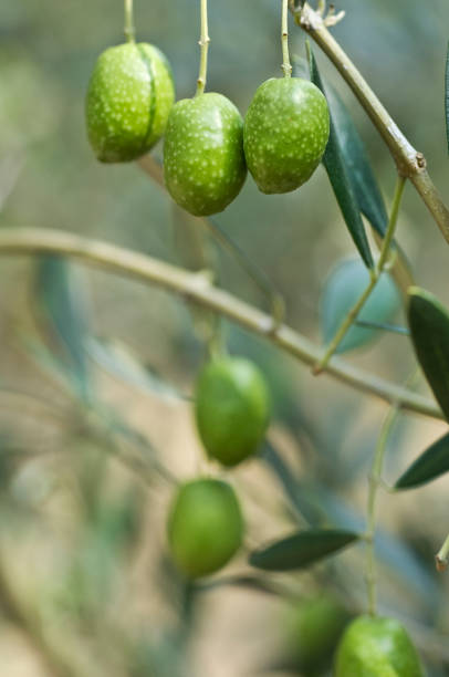 istock Green olive Kagawa / Shodoshima 890218644