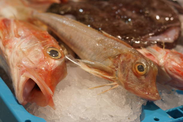 istock Fish with open mouth on the counter with ice, next to other fish 890218712