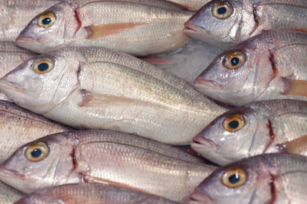 istock Fresh dorada fish lie in even rows on the counter with ice 890219472