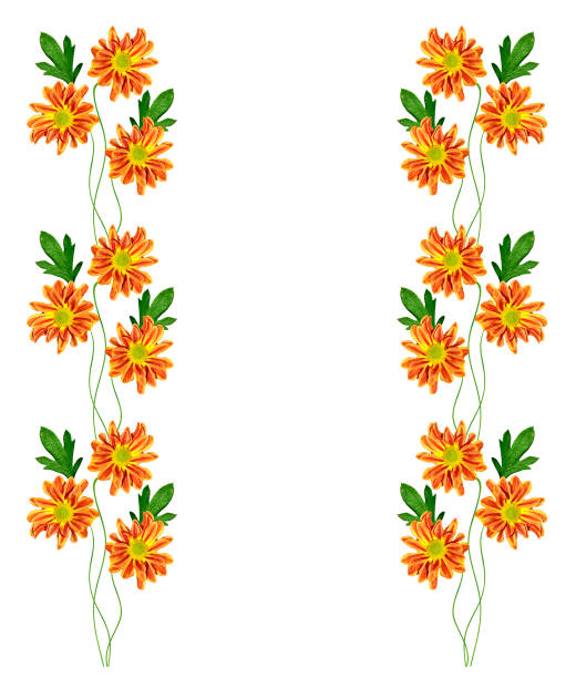 Autumn chrysanthemum flowers isolated on white background.
