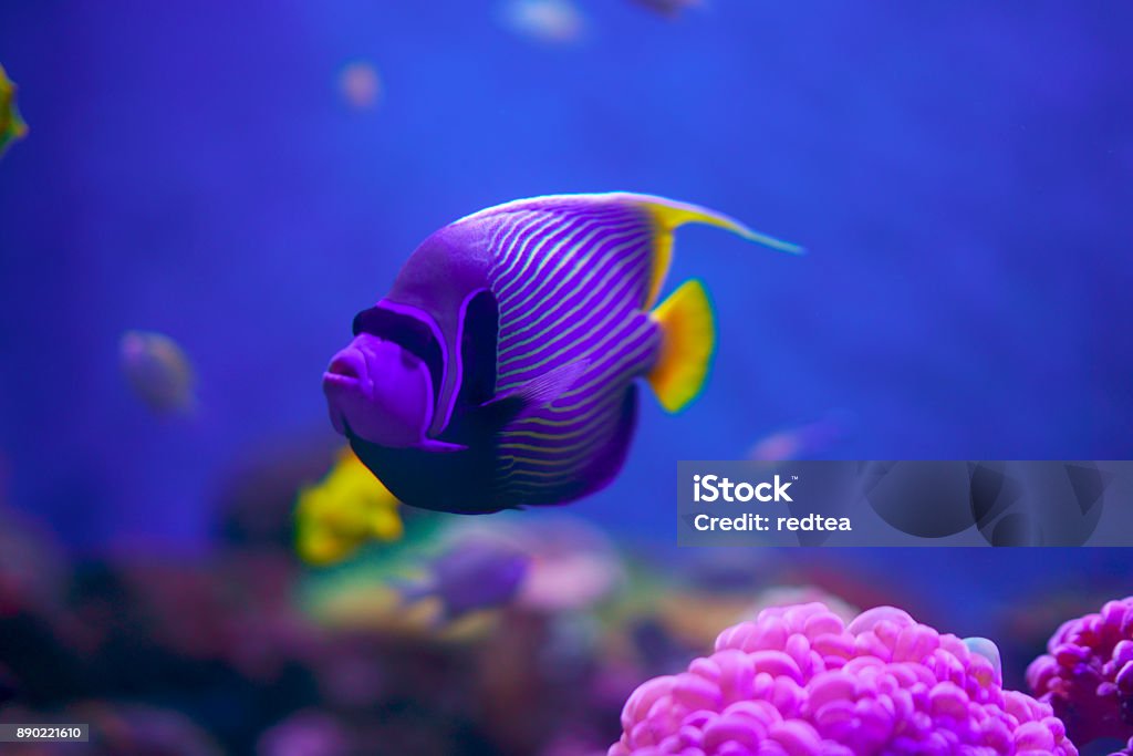 Tropical Fish on Coral Reef Animal Stock Photo