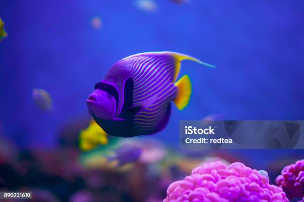 Tropical Fish On Coral Reef Stock Photo - Download Image Now - Animal, Animal Wildlife, Animals In The Wild