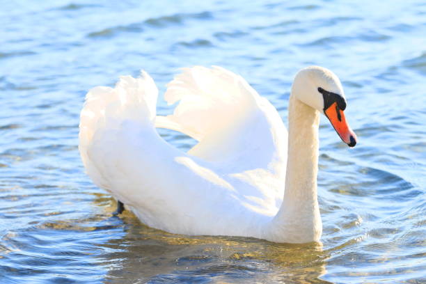 istock Swan on the lake 890221772