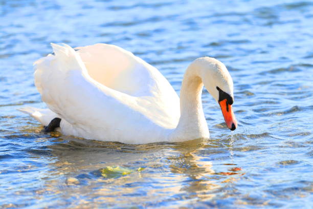 istock Swan on the lake 890222102