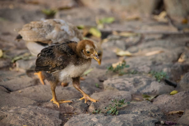 istock Chicken and young chicks scratching for food by the road side 890236384
