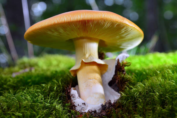 amanita caesarea mushroom edible and delicious amanita caesarea mushroom in the forest"n amanita caesarea stock pictures, royalty-free photos & images