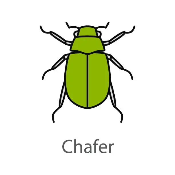 Vector illustration of Maybug color icon