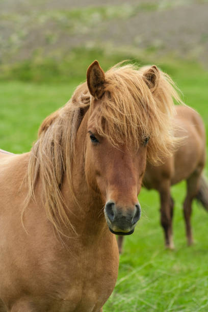 istock Horse with fluttering mane on green pasture, Iceland 890244120
