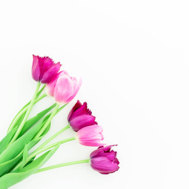 istock Floral background. Pink tulips on white background. Flat lay, top view. 890244322