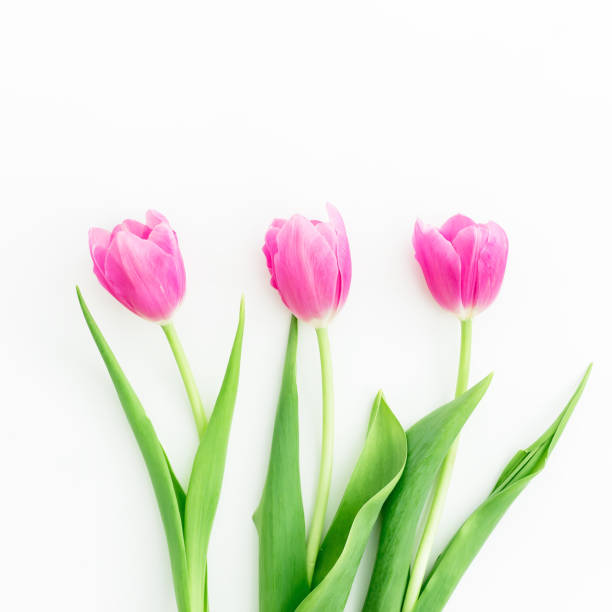 istock Floral background. Pink tulips isolated on white background. Flat lay, top view. 890244354
