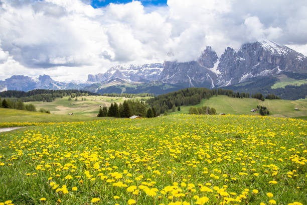 istock Blooming dandelions field in Alps 890248786