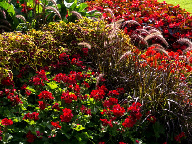 istock Red Flower sity design in park 890251416