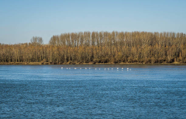 Swans flying over the River Danube