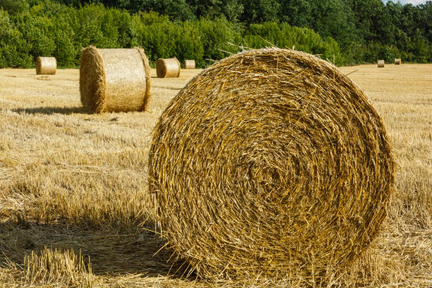 istock stack of wheat straw during harvesting. Agricultural field. Rolls of haystacks 890251794