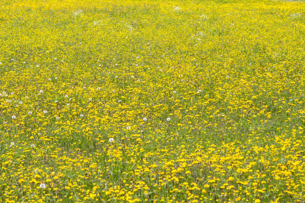 istock Field of spring dandelions 890254690