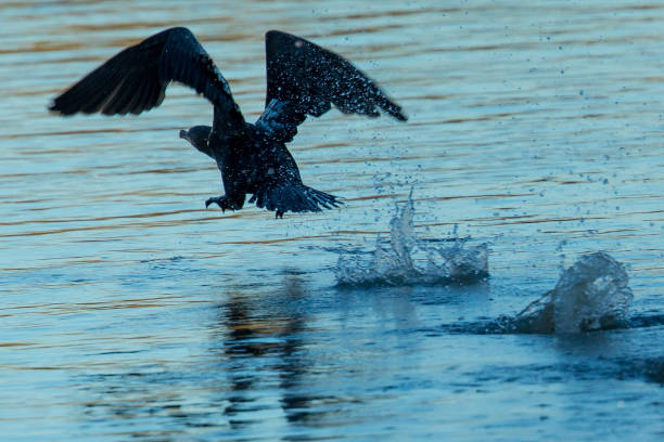 istock Double-crested cormorant taking off in North California marsh 890254980