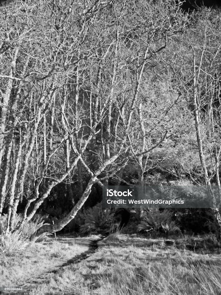 Infrared forest Infrared filtered digtal image of a forest at Cape Disappointment State Park in Illwaco Washington Bizarre Stock Photo