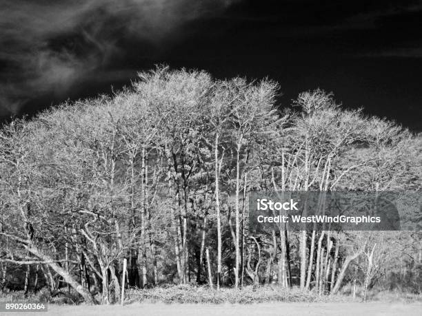 Infrared Forest Stock Photo - Download Image Now - Bizarre, Cloud - Sky, Contrasts