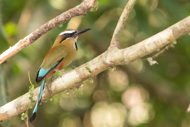 istock Turquoise-browed Motmot. 890266450