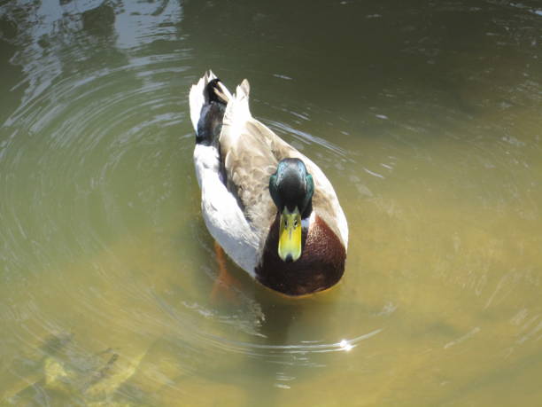 istock ducks in the Yarkon river park 890267396