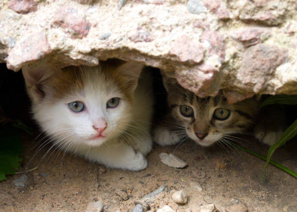 istock Two homeless kittens peep out of hiding 890267842
