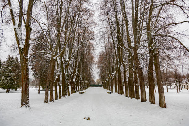 istock Winter in the city park 890270336