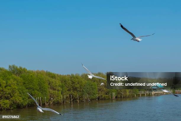 Seagull Flying At Bangpu Thailand Stock Photo - Download Image Now - Animal, Animal Wildlife, Animal Wing