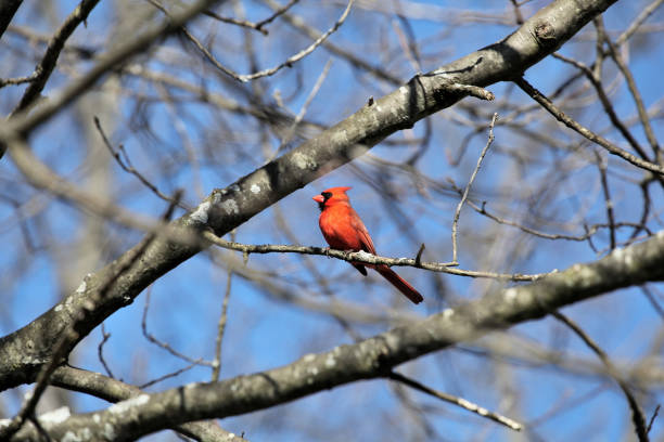 Cardinal perched on a birch tree in the wind #2, Boston MA. stock photo