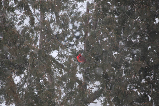 Cardinal perched in an Evergreen in Winter, Boston MA. stock photo
