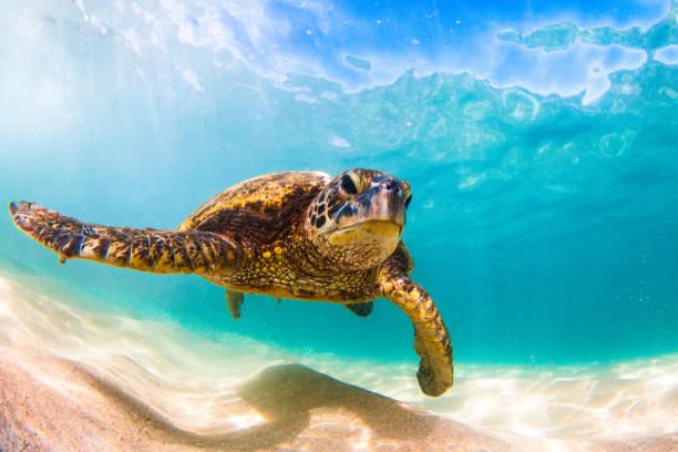 istock Beautiful Hawaiian Green Sea Turtle 890282306