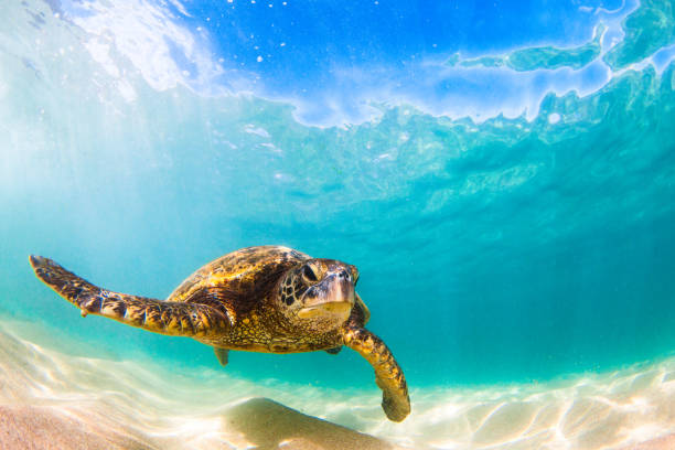 istock Beautiful Hawaiian Green Sea Turtle 890282432