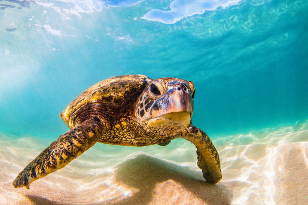 istock Beautiful Hawaiian Green Sea Turtle 890282454