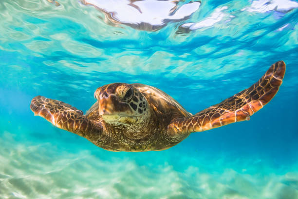 istock Beautiful Hawaiian Green Sea Turtle 890282558
