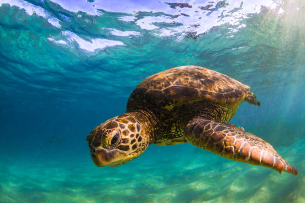 istock Beautiful Hawaiian Green Sea Turtle 890285208