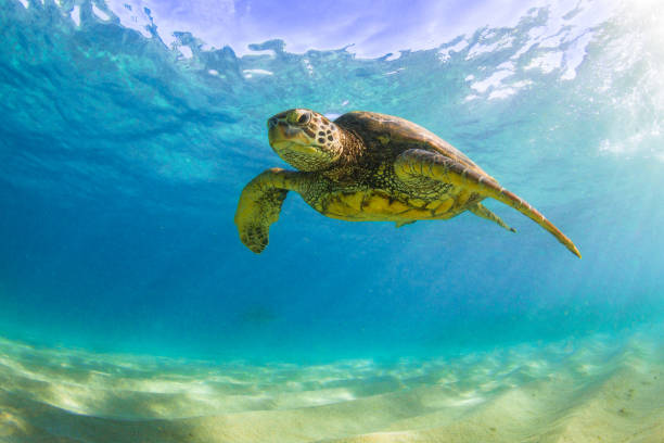 istock Beautiful Hawaiian Green Sea Turtle 890285362