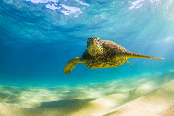 istock Beautiful Hawaiian Green Sea Turtle 890285438