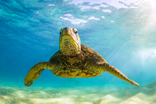 istock Beautiful Hawaiian Green Sea Turtle 890285516
