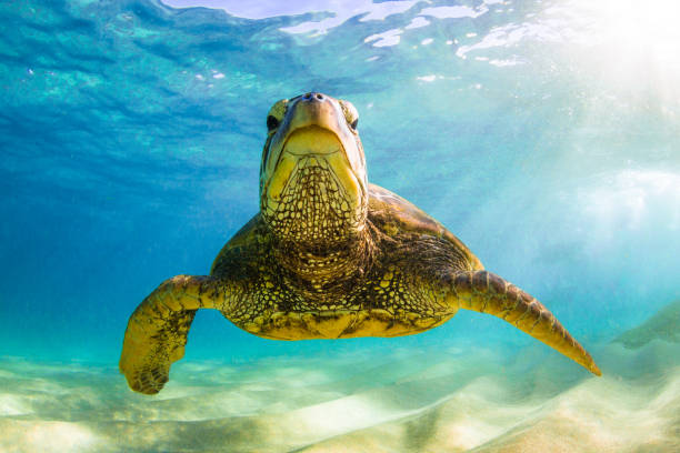 istock Beautiful Hawaiian Green Sea Turtle 890285598