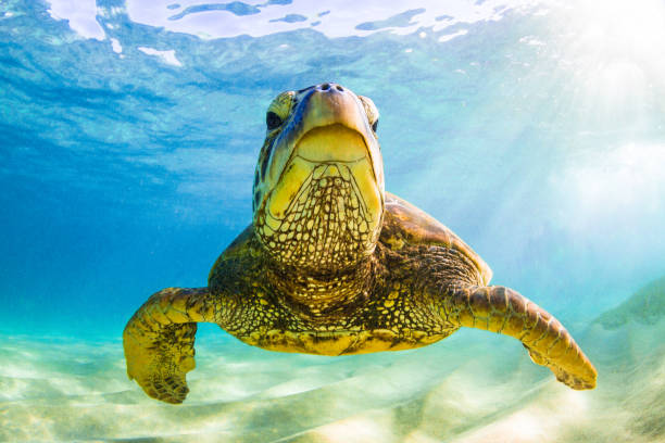 istock Beautiful Hawaiian Green Sea Turtle 890285648
