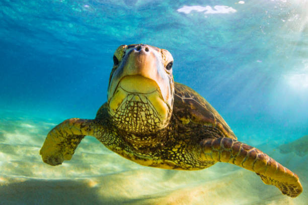 istock Beautiful Hawaiian Green Sea Turtle 890285738