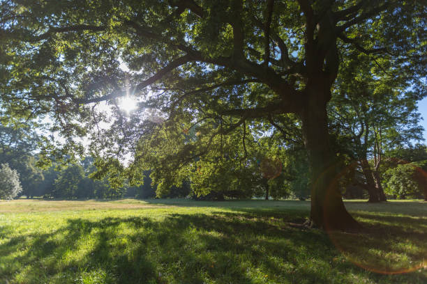 istock Morning sunlight shining throug the big tree leafs 890285806