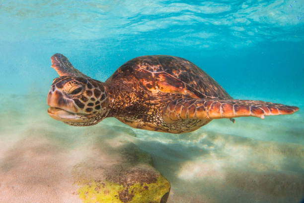 istock Beautiful Hawaiian Green Sea Turtle 890285860