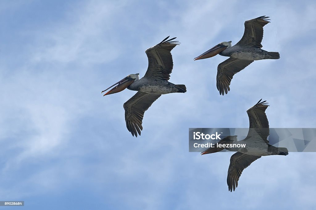 Pelicans в полете - Стоковые фото Пеликан роялти-фри