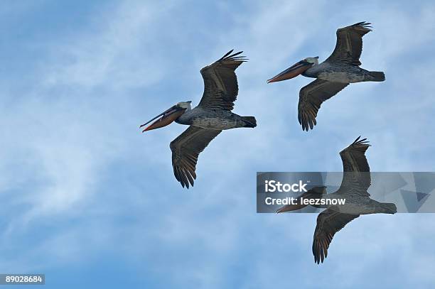 Pelicans В Полете — стоковые фотографии и другие картинки Пеликан - Пеликан, Птичья стая, Без людей