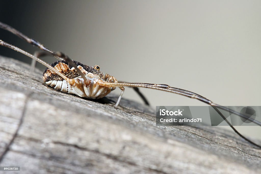 Harvestman 6  Animal Stock Photo