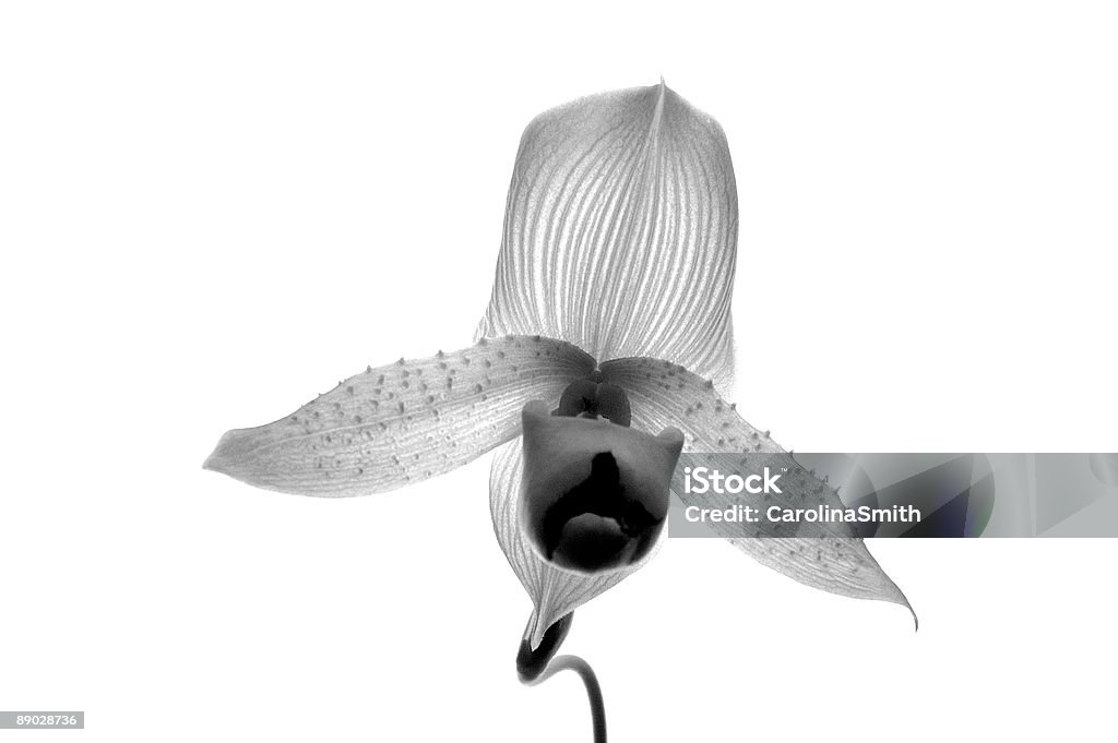 Image infrarouge Orchid - Photo de Affaires internationales libre de droits