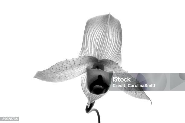 Photo libre de droit de Image Infrarouge Orchid banque d'images et plus d'images libres de droit de Affaires internationales - Affaires internationales, Beauté, Beauté de la nature