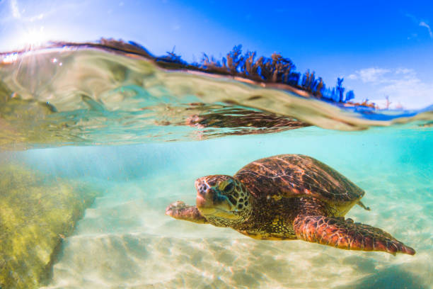 bellissima tartaruga marina verde hawaiana - stanislaus county foto e immagini stock