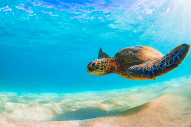 istock Beautiful Hawaiian Green Sea Turtle 890288052