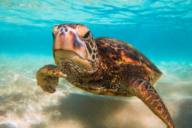 istock Beautiful Hawaiian Green Sea Turtle 890288150
